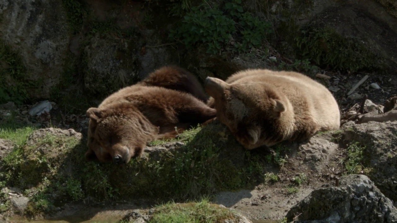 Zoo Salzburg - Lazy Animals